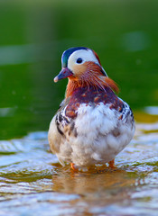 Duck on the water in nature..