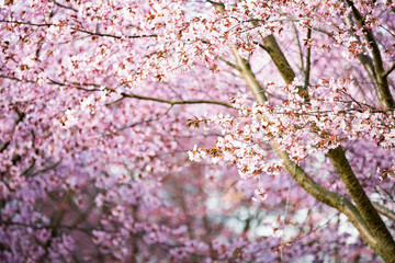 Beautiful city park with cherry trees in bloom. Branches with pink flowers in sunny day. Helsinki, Finland