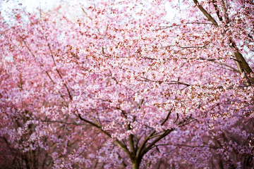 Beautiful city park with cherry trees in bloom. Branches with pink flowers in sunny day. Helsinki, Finland