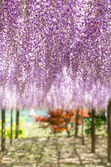 close up of beautiful Wisteria flower tree at Kawachi Fuji Garden, Fukuoka, Japan