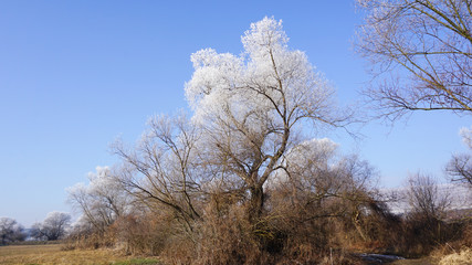 Obraz na płótnie Canvas Winter tree branch frost with blue sky