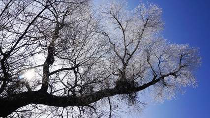 Tree branch in winter frost 