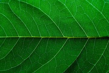 Texture and detail of green leaf.