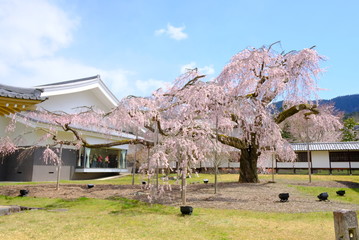 京都　醍醐寺の枝垂れ桜