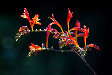 Beautiful flower colored in red and orange with morning dew on the petals, back light with black background