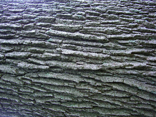 Tree Bark Bacjgroung