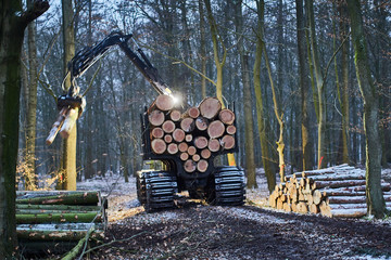 holz wirtschaft