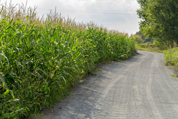 The country road along corn field. Growing corn. Agriculture, farming.