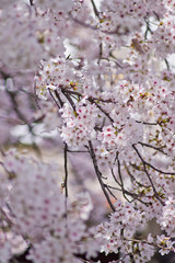 Scientific name is Cerasus ×yedoensis (Matsum.) Masam. & Suzuki ‘Somei-yoshino. 