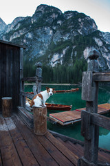 Dog on a pier on Lake braies, Italy. Jack Russell Terrier in nature. Traveling with a pet