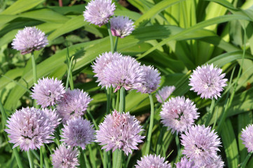 Decorative onion grows on a flowerbed in the garden