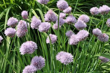 Decorative onion grows on a flowerbed in the garden