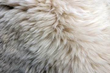 Background long wool white color, texture