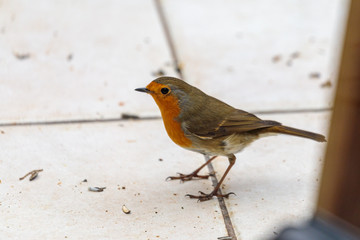 Rotkehlchen auf dem Balkon