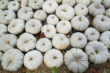 Halloween green pumpkins exhibition
