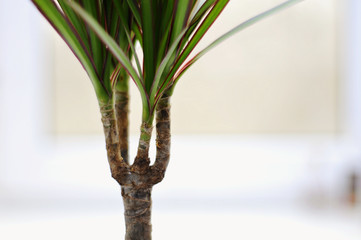 dracaena plant in front of white background