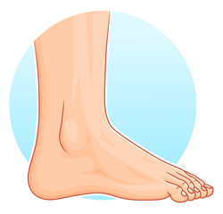 Foot illustration