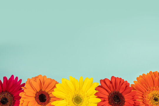 Different color flowers gerberas on a light blue background, free copy space
