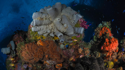 Scuba Diving Truk Lagoon, Chuuk Micronesia
