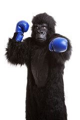 Young man in gorilla costume wearing boxing gloves against white background