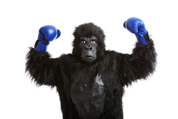 Young man in gorilla costume wearing boxing gloves against white background
