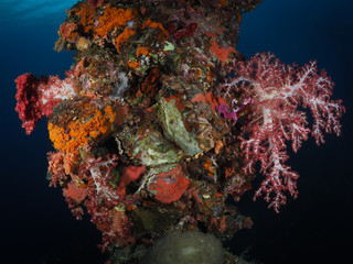 Naklejka na ściany i meble Scuba Diving Truk Lagoon, Chuuk Micronesia