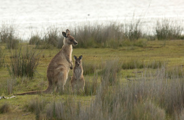 Tasmania Park Narodowy Narawntapu kangury