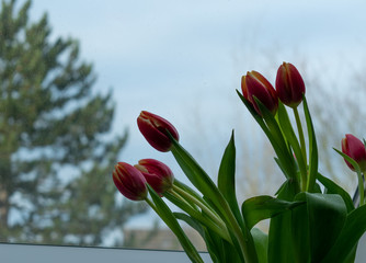 Moody red and yellow tulip arrangement against window on a cold dim winter morning