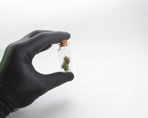 hand with black medical gloves holds a small glass bottle with marijuana buds on a white background