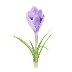 Watercolor hand drawn spring flower and leaves, purple crocus (saffron) isolated on white background. Design element  for card, invitation, background, medicine, health products and homeopathy.