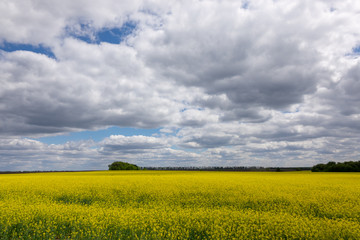 Yellow rapeseed fields on a background of cloudy sky.