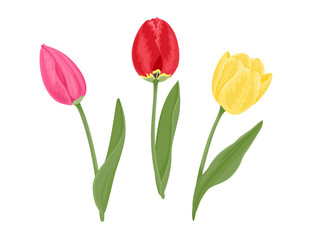 Tulips set. Red, yellow and pink tulip with green stems and leaves isolated on white background. Vector illustration of beautiful bright spring flowers in cartoon flat style.