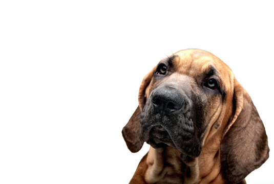 Mastiff Puppy. Brazilian Mastiff also known as Fila Brasileiro. Puppy on white background
