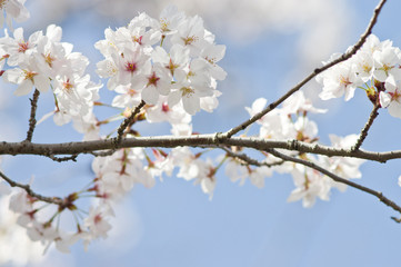 Obraz premium Scientific name is Cerasus ×yedoensis (Matsum.) Masam. & Suzuki ‘Somei-yoshino. 