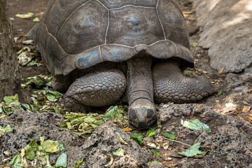 Giant tortoise sleeping