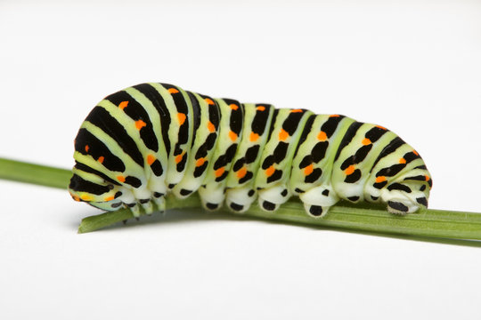 Macro of caterpillar of common swallowtail against white background