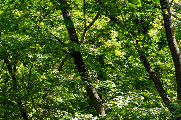 Fototapeta premium Green vegetation in the warm season, summer and spring time of year. The period of a large number of leaves on trees and bushes. Deciduous natural background with branches and trunks.