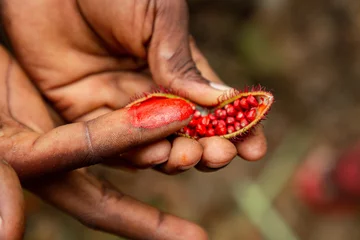 Photo sur Aluminium Zanzibar Close-up on open achiote fruit