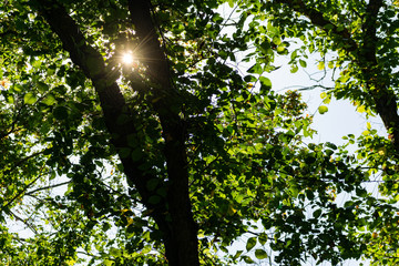 Fototapeta premium Green vegetation in the warm season, summer and spring time of year. The period of a large number of leaves on trees and bushes. Deciduous natural background with branches and trunks.