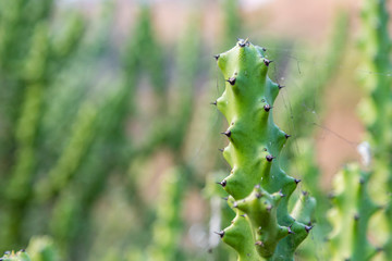Asian Cactus Plant .Cactus at rocks at blue sky in tungareshwar mountain Maharashtra india.