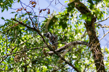 Green vegetation in the warm season, summer and spring time of year. The period of a large number of leaves on trees and bushes. Deciduous natural background with branches and trunks.