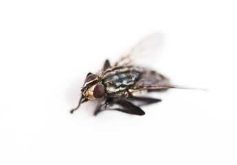 Housefly against white background