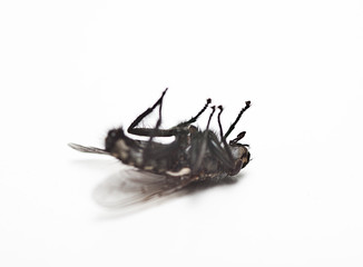 Dead housefly lying over white background