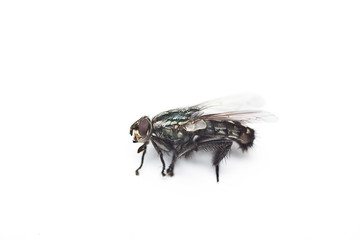 Housefly against white background
