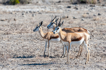 Closeup of a herd of Impalas - Aepyceros melampus- grazing on the plains of Etosha National Park, Namibia.