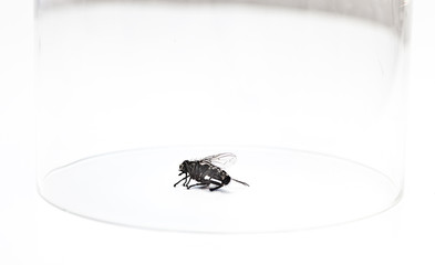 Dead housefly trapped under glass over white background