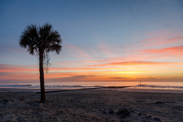 Palm Tree at Sunrise on a Beach