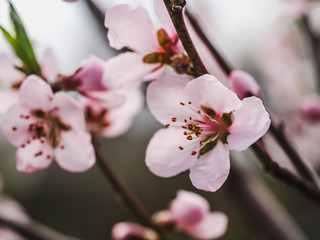 Early, bright, spring flowers on a background of green grass	