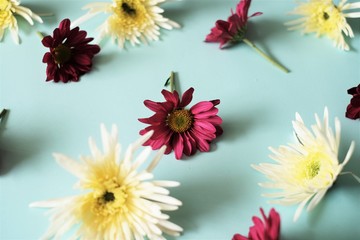 African Daisy spread over mint background
