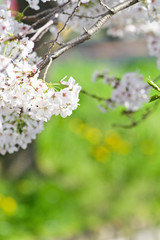 Scientific name is Cerasus ×yedoensis (Matsum.) Masam. & Suzuki ‘Somei-yoshino. 